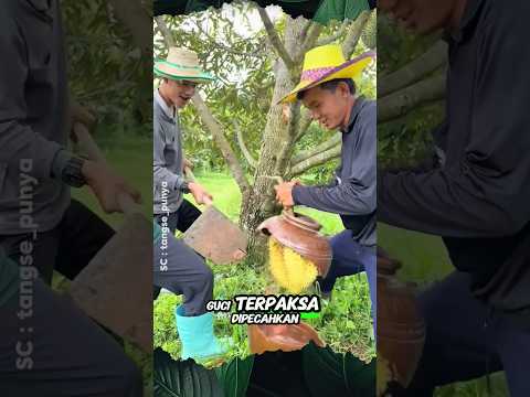 Durian Di Dalam Guci #shorts #buah #panen #durian