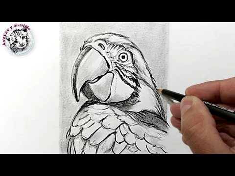 Cómo dibujar un guacamayo realista a lápiz — tutorial fácil y paso a paso