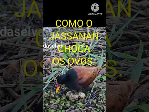 COMO O PÁSSARO JASSANA CHOCA SEUS OVOS.#videoshorts #shortsviral #shortsfeed