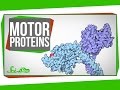 Understanding Motor Proteins and Cellular Transport
