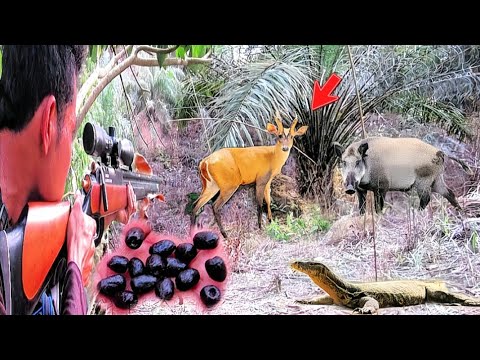 berburu babi hutan dan biawak moster poin babi jumbo saat kijang babon melintas, hunt wild boars