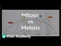 Exploring Mitosis and Meiosis