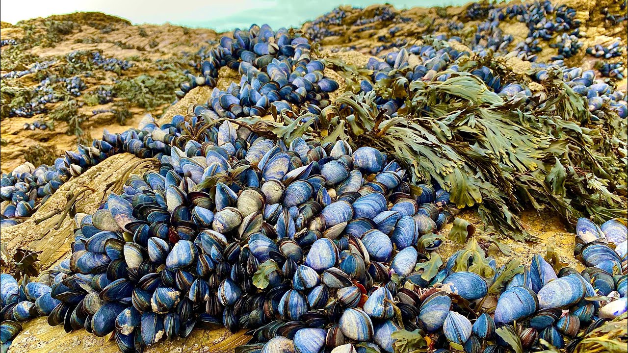 Coastal Foraging - Mussel, Clam and Crab - Clean and Delicious Cookup Winter 2020 - The Fish Locker
