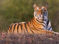 Understanding Tigers