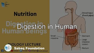 Digestion in Human