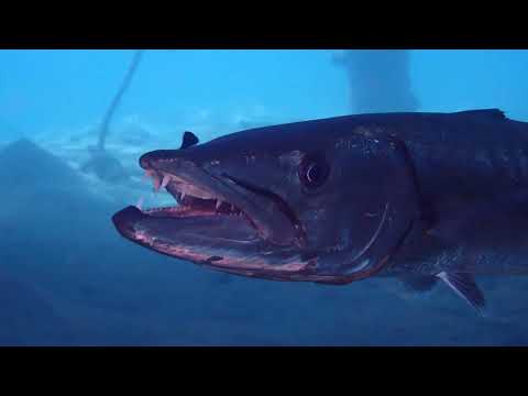 Barracuda Locks Eyes with Camera in Eerie Underwater Stare