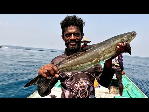 Catching Cobia Fish in the Deep Sea