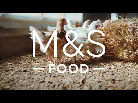 Oakham Gold Chicken | Farm to Foodhall | M&S Food