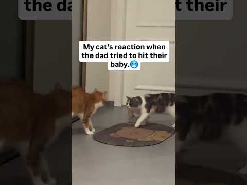 Kittyo family drama spotted but they just like turn up the music