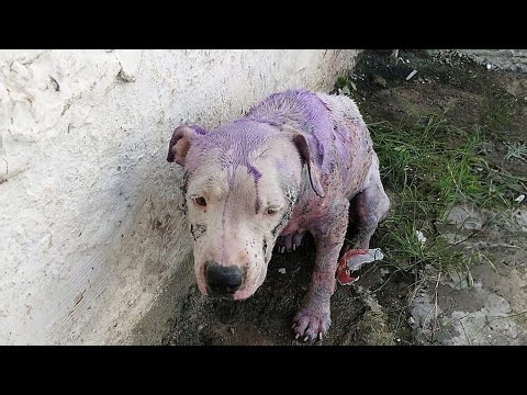 Her puppies were taken away and chained for life, she collapsed there with injuries
