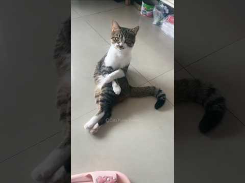 #96 Funny Cat videos 🐱🐱 #meowing #memes #cute