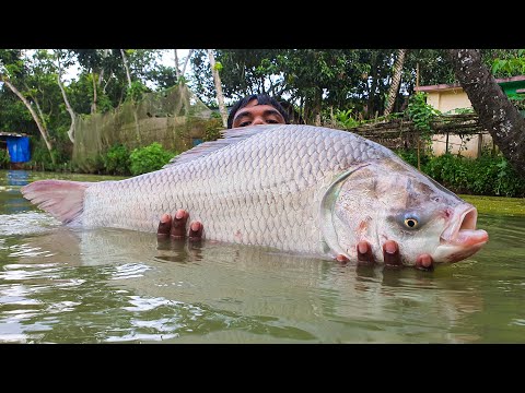 Best Cast Net Fishing In Pond #fishing