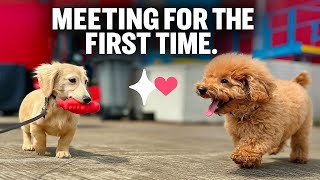 LEO Leclerc meet for First Time SIMBA Gasly 🤩