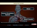 Circulatory System Concepts