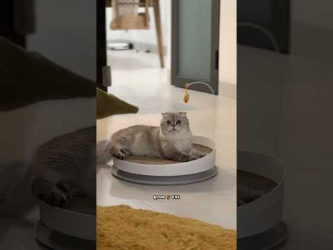 Лелик и его новая любовь)