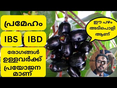 പ്രമേഹ രോഗികൾ കഴിക്കേണ്ടുന്ന പഴം | IBS | IBD രോഗികൾക്ക് അനുഗ്രഹം.