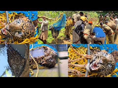 കിണറ്റിൽ വീണ പുലിയെ കാണാൻ മരത്തിൽ കയറി. ഒടുവിൽ വലയിട്ട് പിടിച്ചു