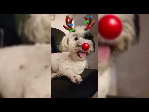 🐾😱LOS🐕VIDEOS😎MAS💖EPICOS🤩TIK TOK🌺EN🥰MI🐶PERRO🤯TANGO!!!!!🐾#viral#youtubeshorts#shortvideo#shorts#tiktok