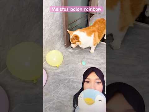 Anjing letusin balon air #corgi #dubbing #hewanlucu #funny