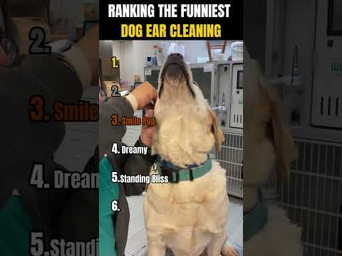 RANKING THE FUNNIEST DOG EAR CLEANING MOMENTS ๐ถ๐ | Funny faces