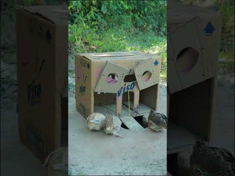 Nice trap! unique quail trap using cardboard box and hole #shortvideo