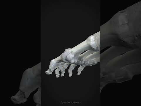 Ligaments of the Phalanx of the Foot and Their Function