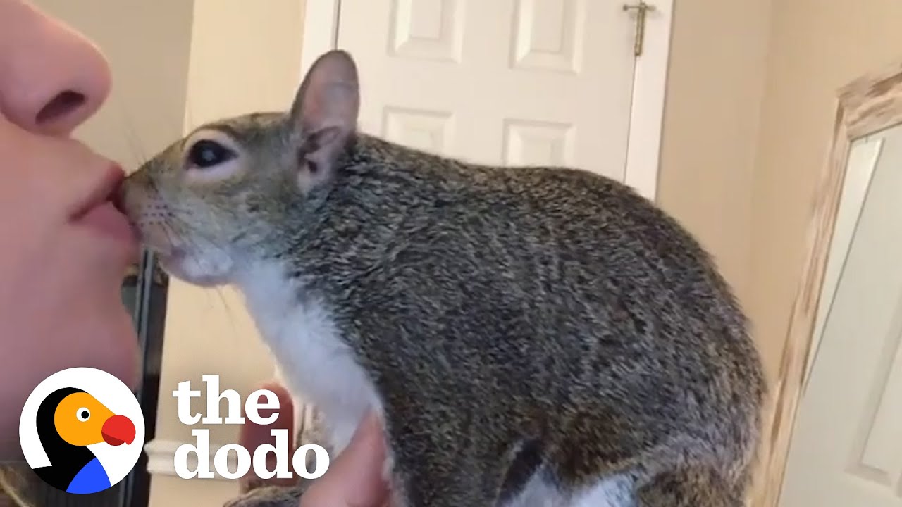 Squirrel Goes To Work In Her Mom's Hoodie