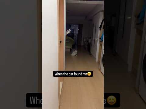 Kitty Changes Her Voice After Seeing Her Owner:Adorable Reaction!Part II #kitty #shorts #sm_shorts14