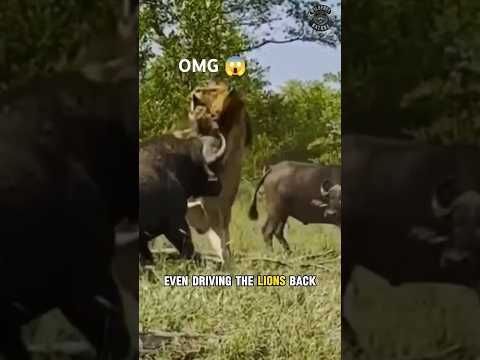 Buffalo Herd Stuns Lions 😱!