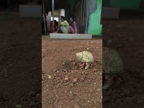 saat asik petan malah di hampiri kelomang #shorts #kelomang #hermitcrab
