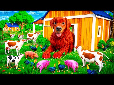 Surprise Giant Red 🐕 Dog on Farm! 🐄 Cow, 🐖 Pig & 🐓 Hen Encounter | Animal Adventures
