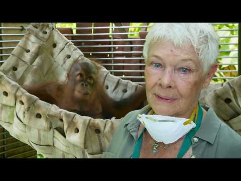 Judi Dench Explores Borneo’s Endangered Wilderness (4K Documentary)