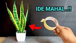 Banyak yang belum tau ide ini..!! Lakban kertas bisa jadi tanaman artificial lidah mertua keren