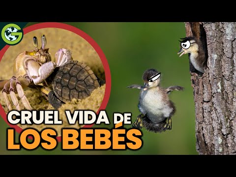 La CRUEL VIDA de los BEBÉS del Reino ANIMAL 🐢🦘