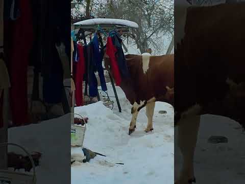 25 січня 2026 р.