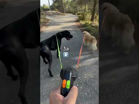 Esta es la mejor correa que existe para los dueños de 2 perros #correaantienredos