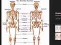 Exploring the Skeletal System in Medical Terminology