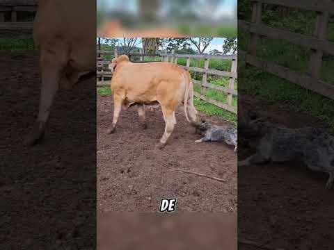 ¡Un verdadero vaquero del campo! #ganaderia #shorts #perros #caballos