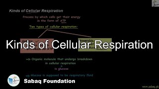 Kinds of Cellular Respiration