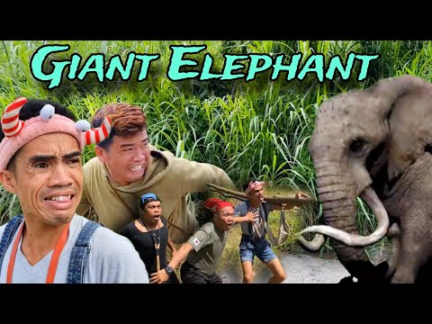 Giant Elephant | Giant Pintik