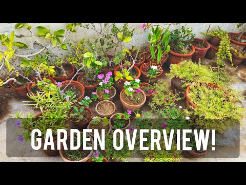 So Much Has Changed! Garden Overview After a Break