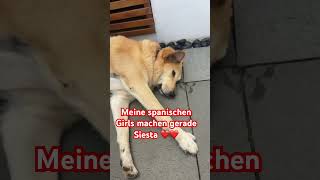 #spanish#shorts#dog#dogshorts#relaxing#