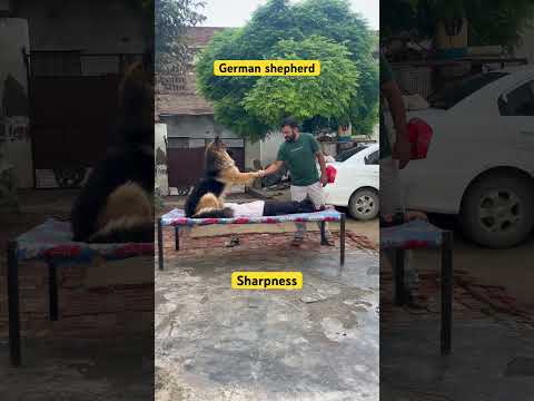 German shepherd sharply minded #shorts #dog #germanshepherd #viralvideo #trending #dogshorts #dogs