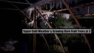 Tropical Fruits Trees Going to Freeze: Super Cold Weather & Growing Rare Fruit Trees pt 3