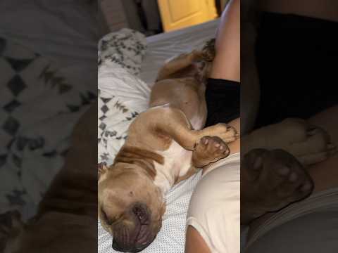 Ultimate Velcro Dog:  All my paws have to touching Mom.” #dog #americanbully #puppy #babyboy