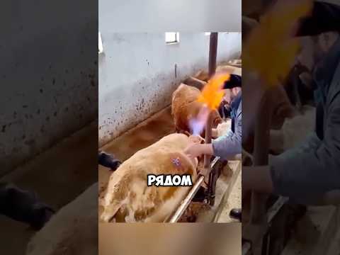 "Что случится, если у коровы накопится слишком много газа?!" 🔥🐄 #животные