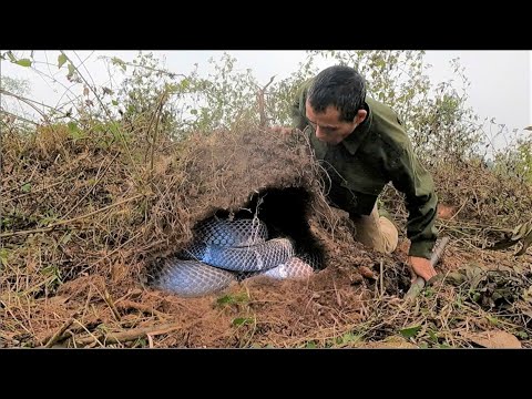 Horrifying discovery of a giant king cobra nest on the eucalyptus hill by the forest.