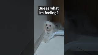 Guess what I'm feeling?#dogisfamily #dogloversdog #maltesedogs #dogfeelings