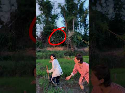 Dấu Hiệu Trước Khi Ma Dấu Cún - Cô Bé Đáng Thương Đã Thấy