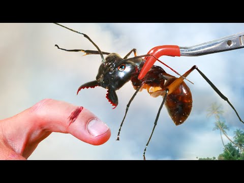 CHOMPED by the LARGEST Ant in the World!